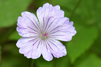 Geranium nodosum